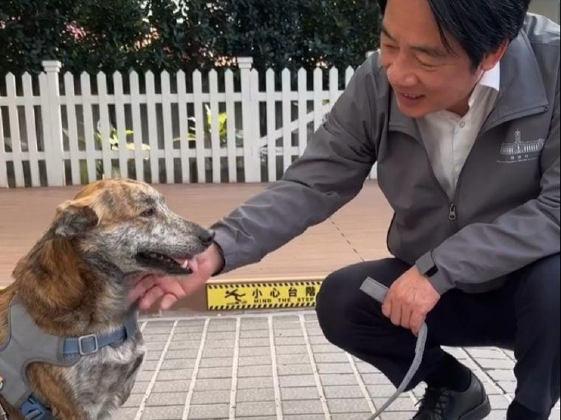 陳佩琪嘆柯文哲不如「殘障三腳狗斑斑」，網轟：狗狗又沒惹你…賴清德曬斑斑影片：出門前那一眼的守候